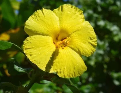 Irrigation for Native Landscaping Plants