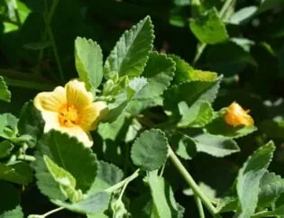 Irrigation for Native Landscaping Plants