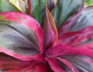 Irrigation for Tropical Landscaping Plants Variegated Ti