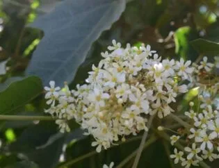 Kukui Tree Irrigation