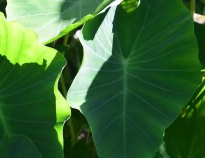 Irrigation for Tropical Landscaping