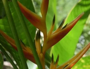 Irrigation for Tropical Flowers