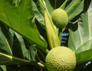 Irrigation For Breadfruit Trees