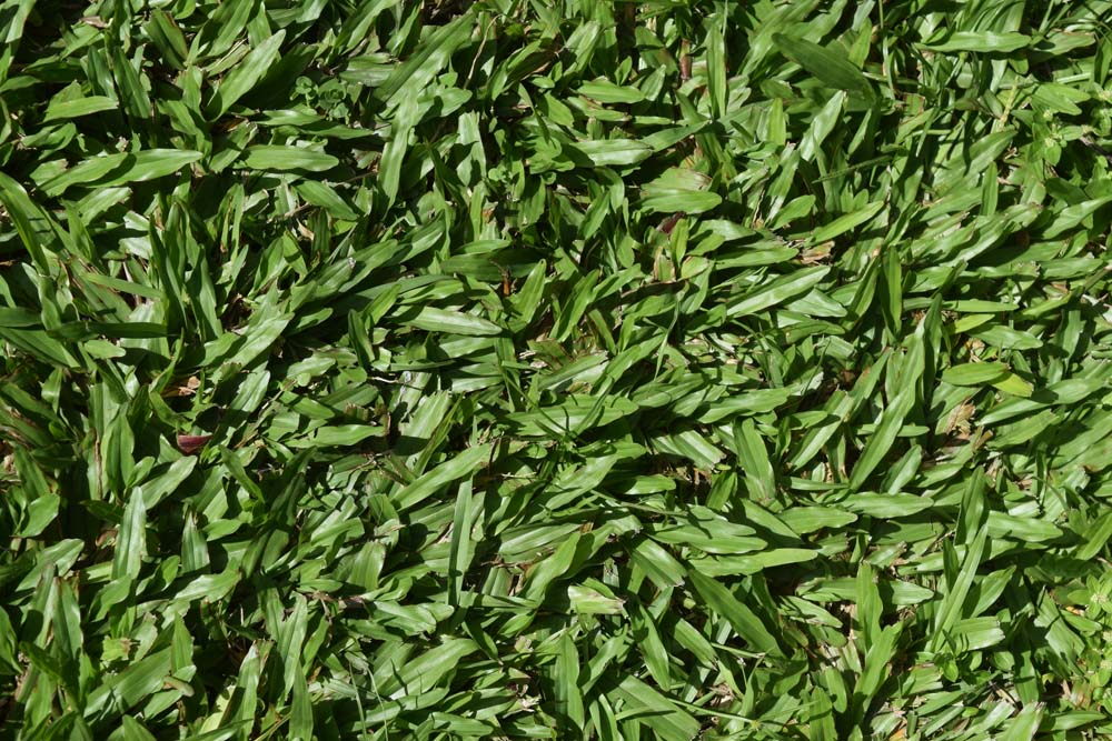 Healthy Grass Needs Proper Irrigation