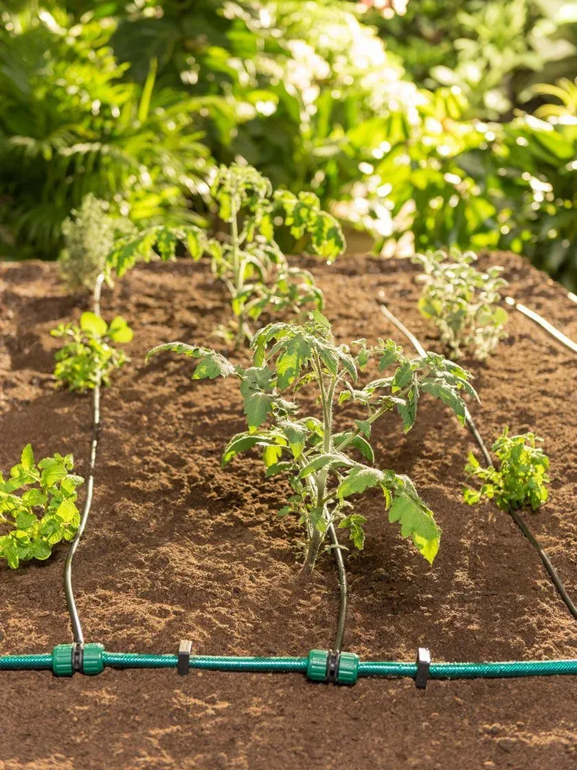 Drip-Irrigation